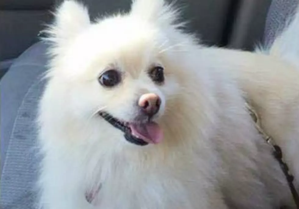 Help Find Phaedra: Pomeranian Stolen from Denver Neighborhood