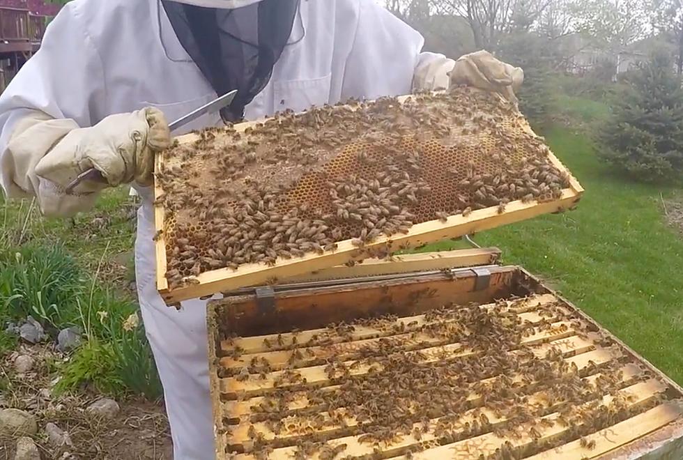 Beekeeping 101 in Northern Colorado [VIDEO]
