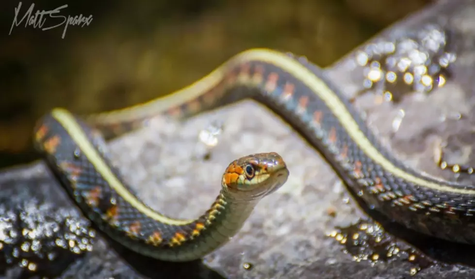 150+ Snakes Removed from Colorado Home