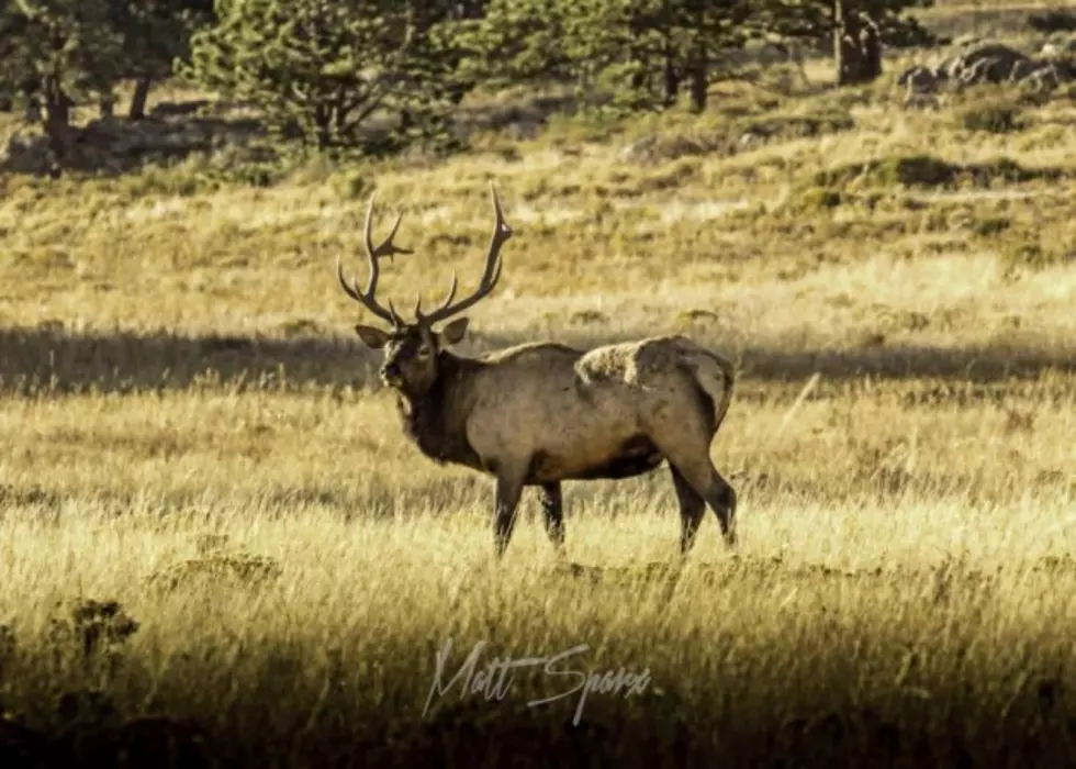 Elk Bugling In Estes Park is Something You Need to See