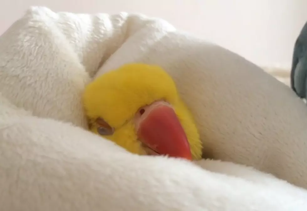 Cuddly Parrot Will Make You Wish You Didn’t Get Out of Bed This Morning [VIDEO]