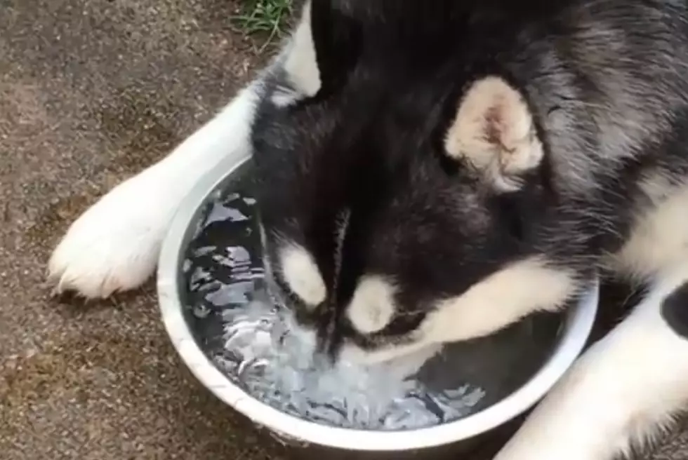 Husky Blowing Bubbles Represents the Weirdo in All of Us [VIDEO]