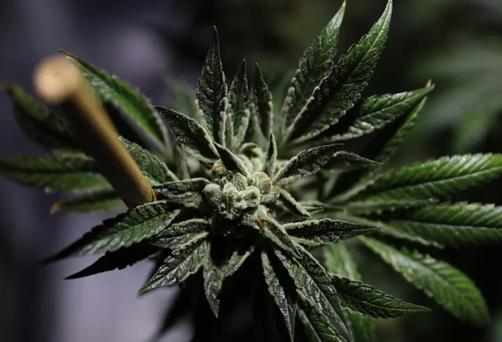 Denver, Aurora Looking to Enact Marijuana Delivery in 2021