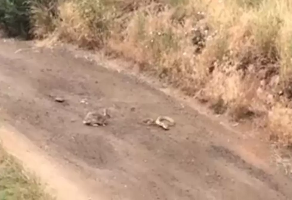 Bunny Fights Bull Snake in Golden, Colorado &#8211; Who Wins?