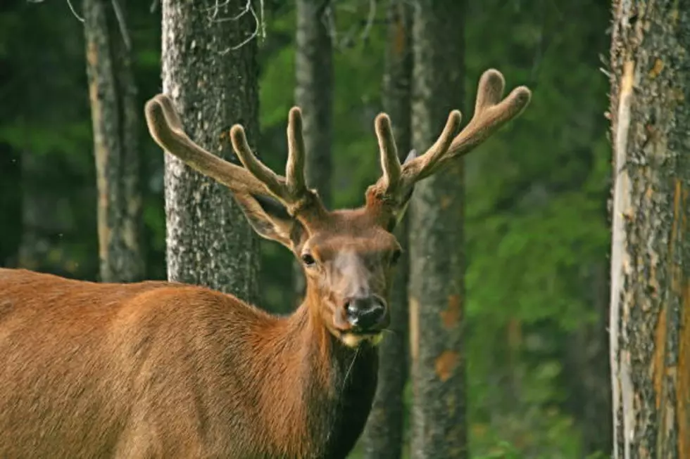 [WATCH] Baby Elk Will Be in Estes Park Soon