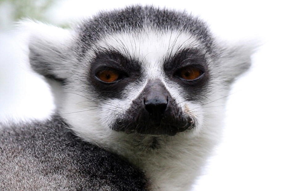 Illegal Pet Lemur Bites Child in Northern Colorado