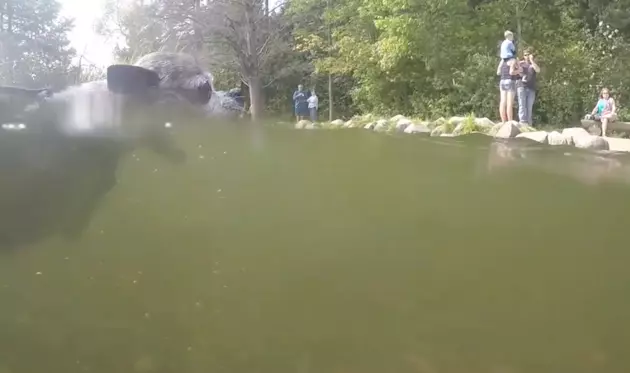 My Chihuahua Swam Across the Mississippi River [VIDEO]