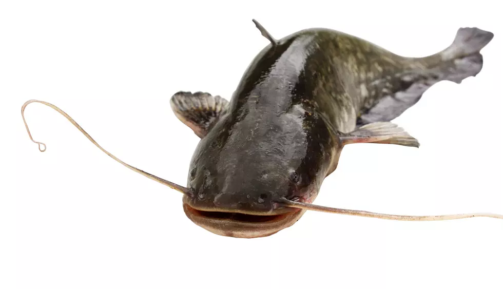 Fort Collins Woman Hit by Catfish That Fell From the Sky