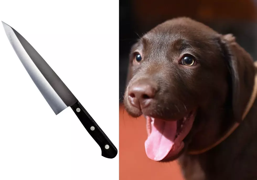 Dog Stabs Owner With a Knife in Colorado