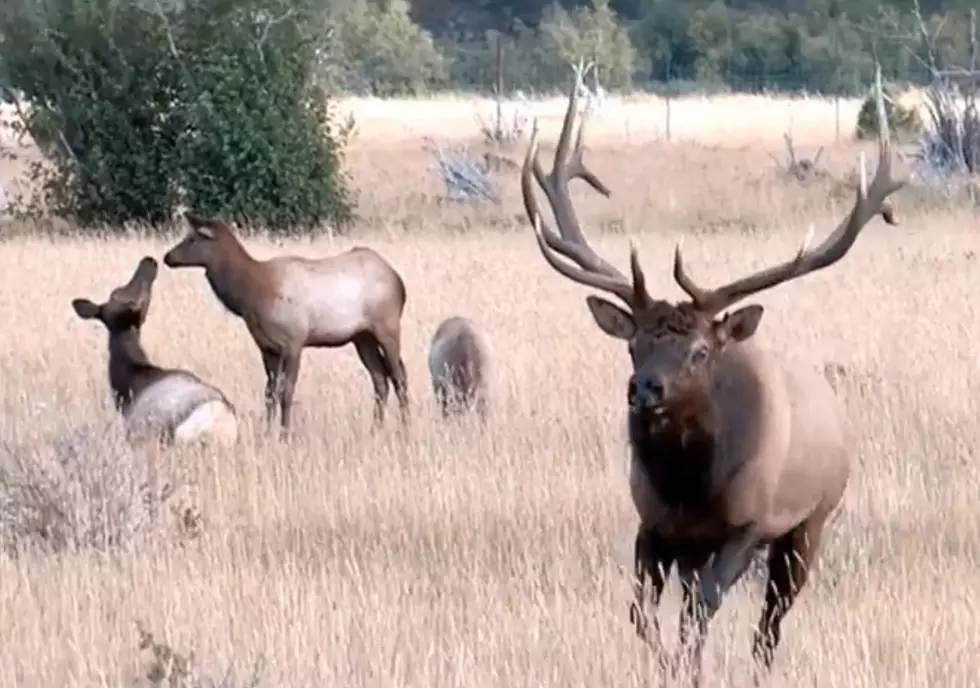 What Does Elk Bugling Sound Like in Estes Park?