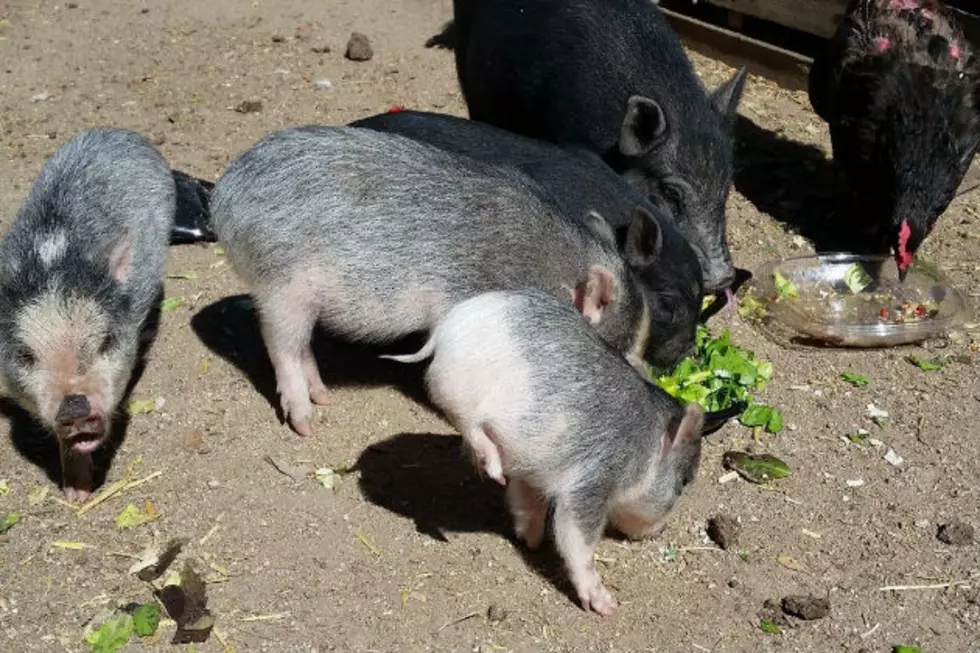 Miracle, the Two-Legged Colorado Mini Pig Needs a Forever Home