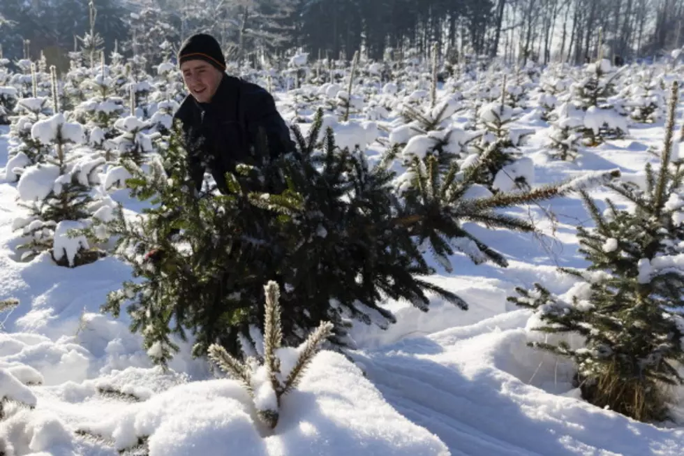 When and Where to Cut Your Colorado Christmas Tree in 2016