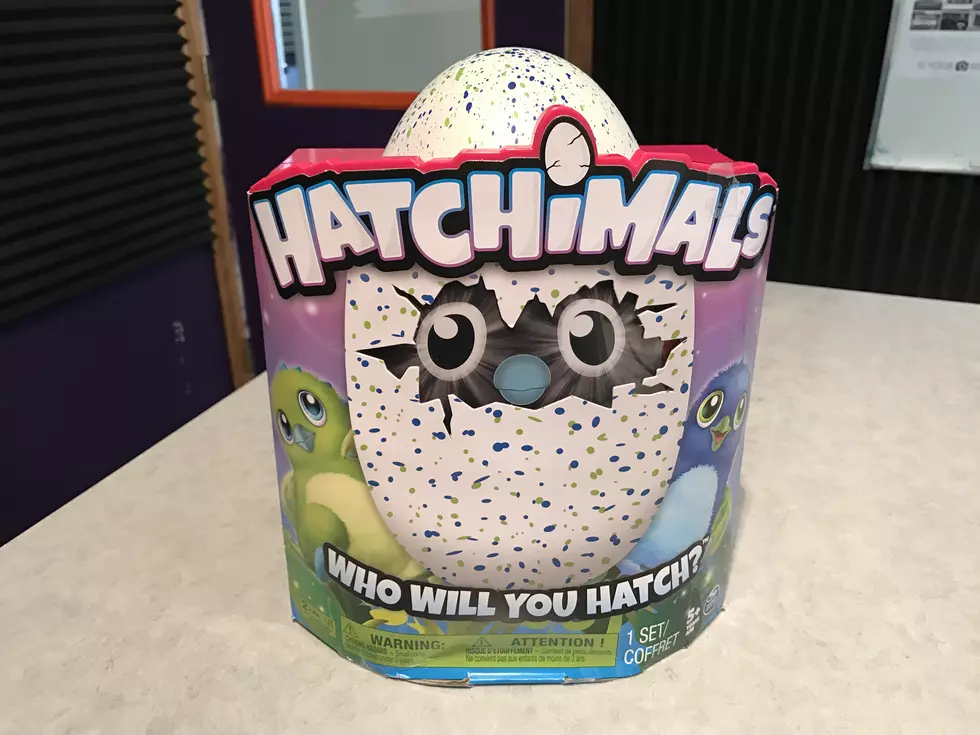 Tips for Finding Hatchimals in Northern Colorado [VIDEO]