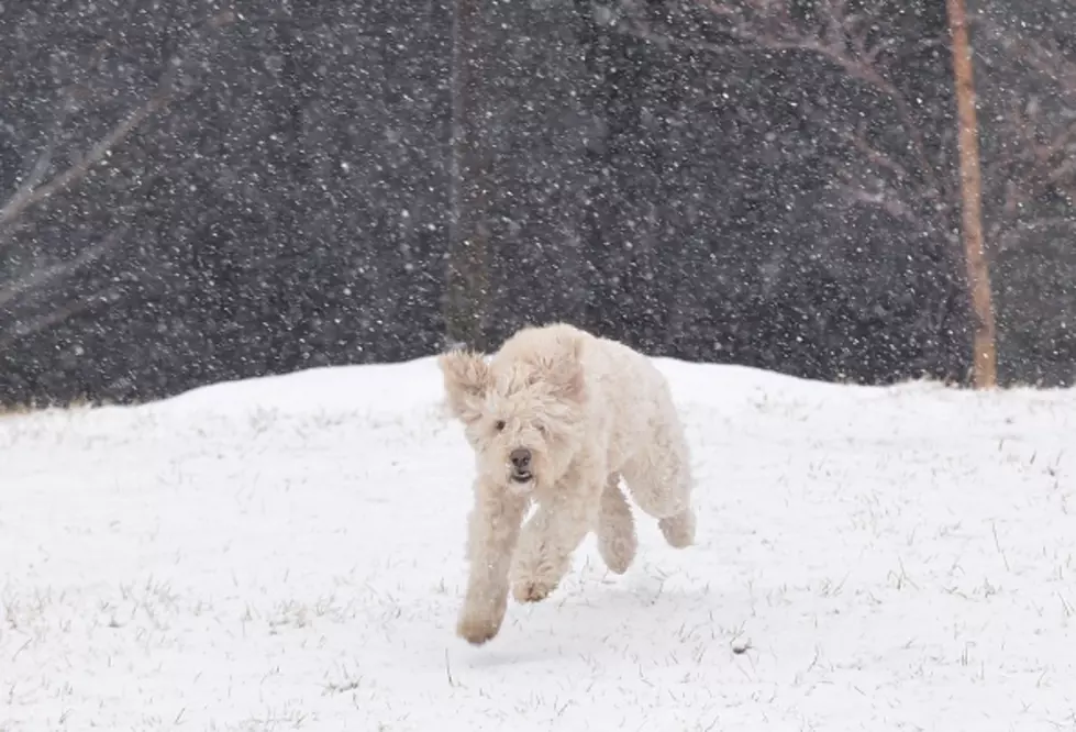 Cute Instagram Colorado Dog Photos to Make Your Day Better