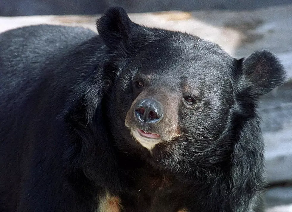 See the Video of a Bear Stuck In a Car in Conifer