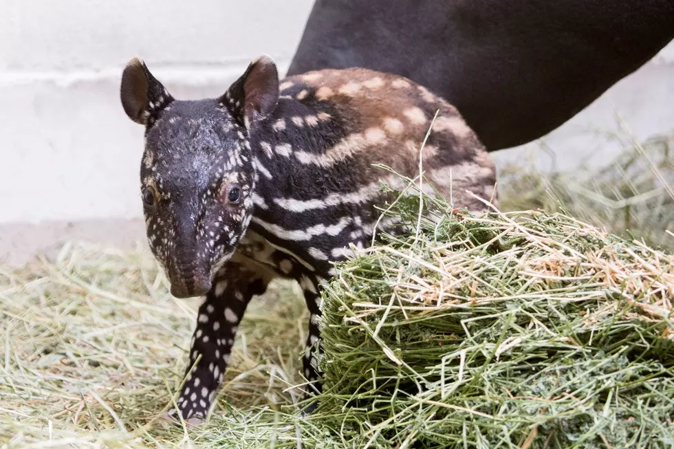 Denver Zoo Welcomes Endangered Baby Malayan Tapir