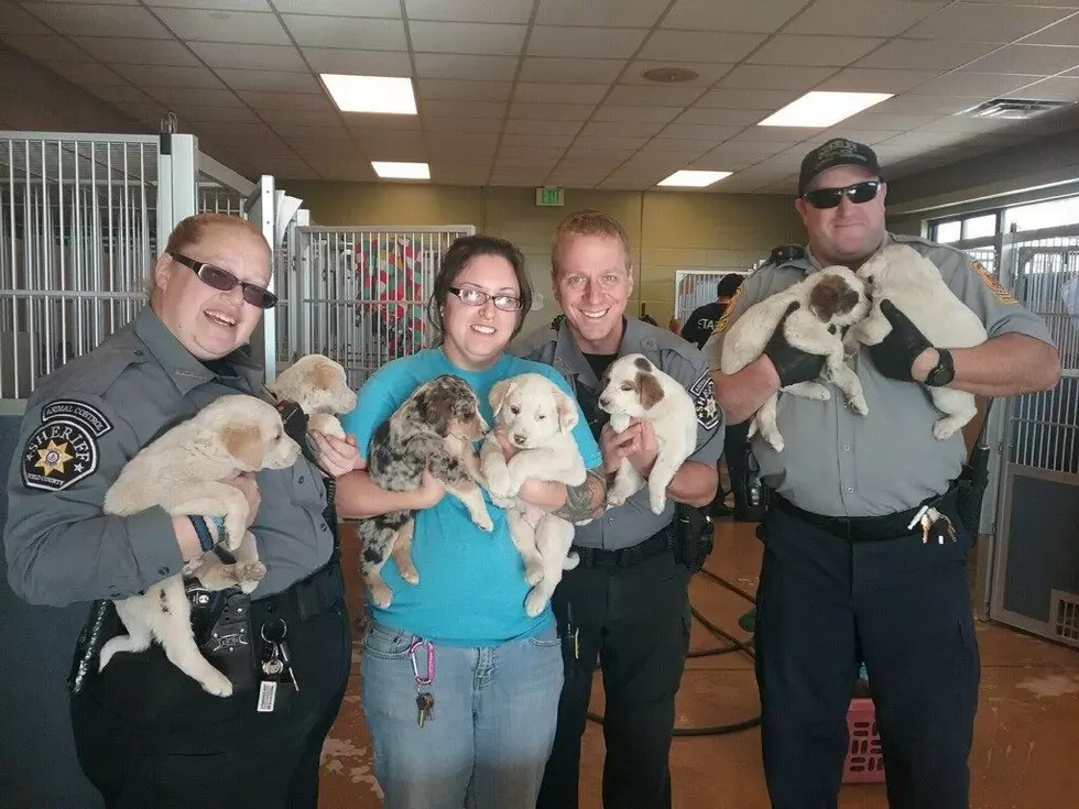 Weld County Sheriff’s Office Rescue Pack of Wandering Puppies