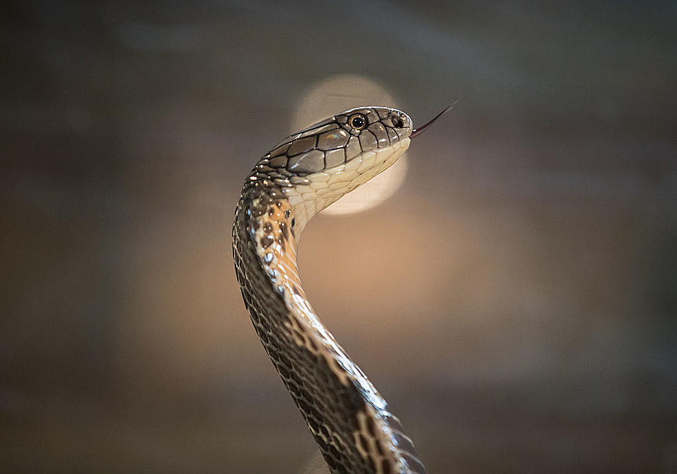 The City of Fort Collins Warns of &#8220;Danger Noodles&#8221; This Summer