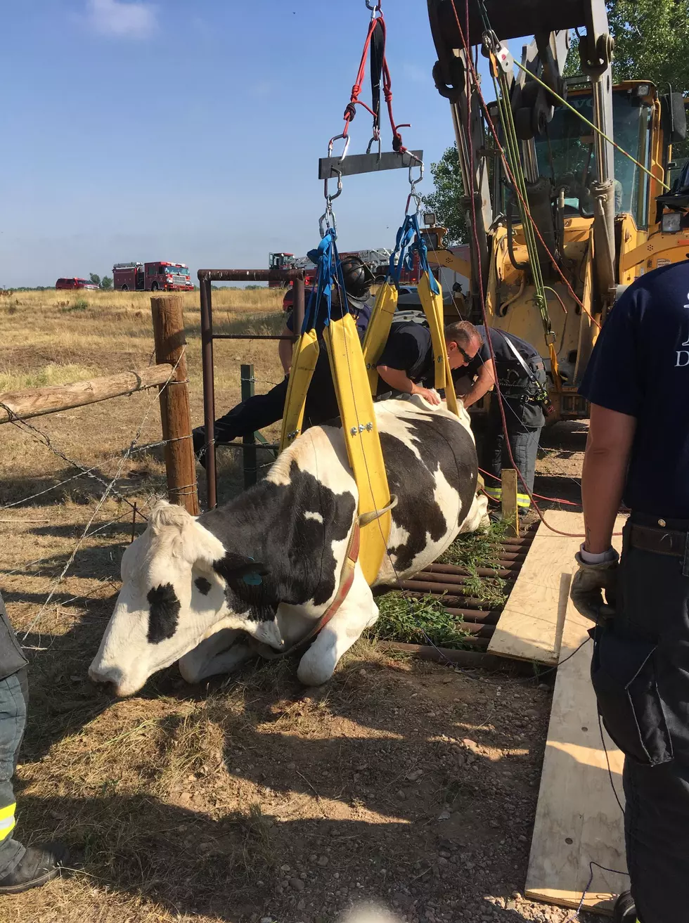 A Joint Effort Helped to Save a Stuck Cow in Greeley