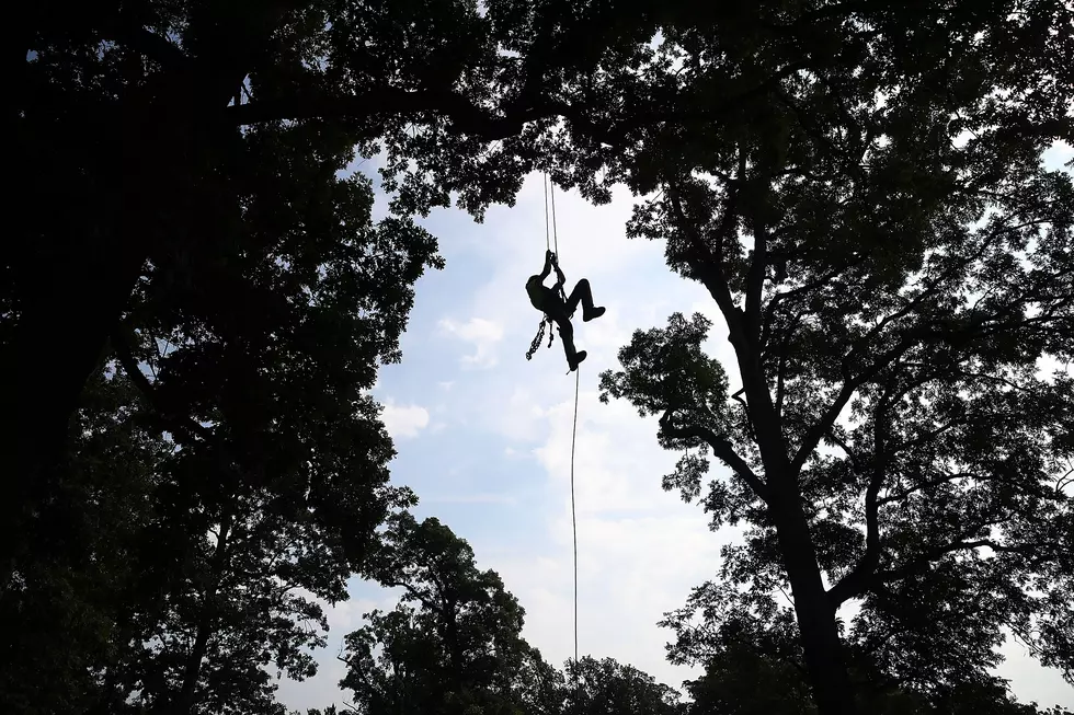 Tree Climbing Championship Comes to Fort Collins This Weekend