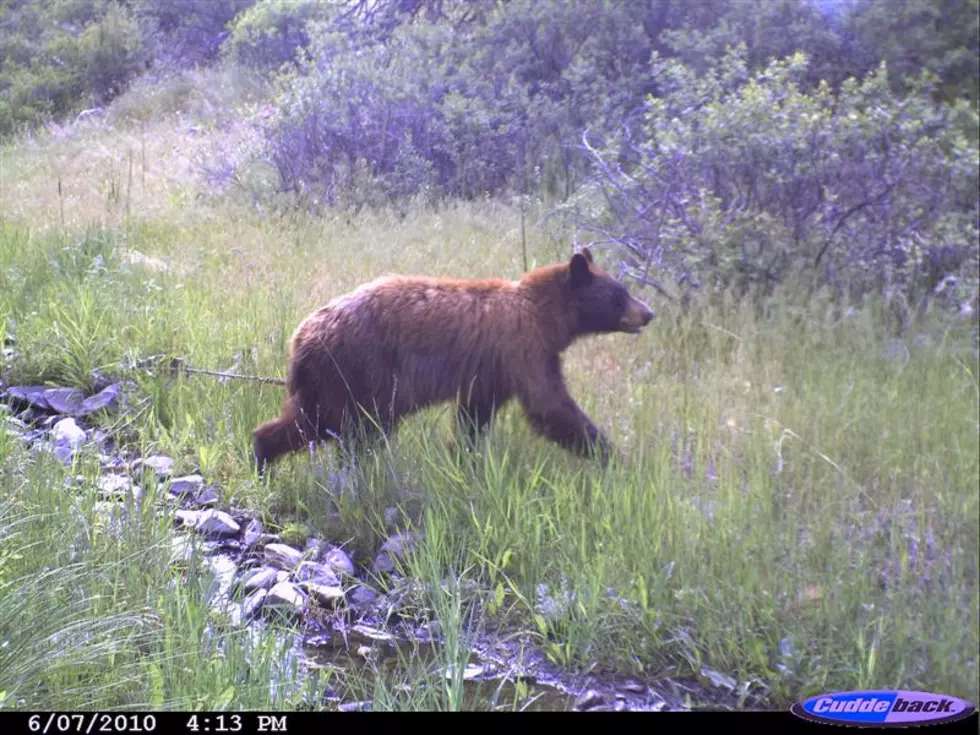 Check Out Some of the Wildlife Camera Captures at Bobcat Ridge Natural Area