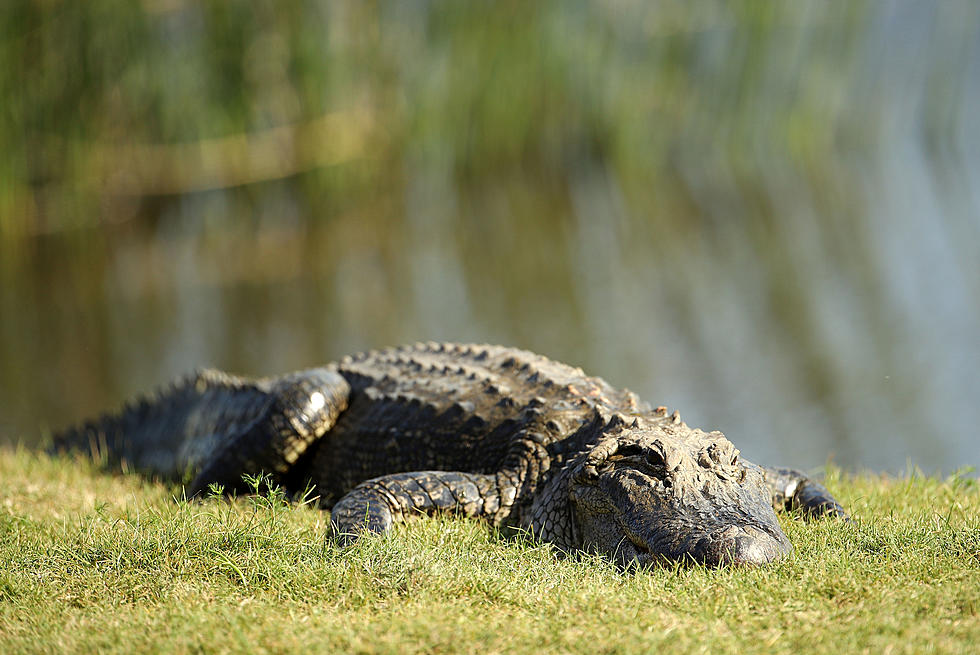 Earn a &#8220;Certificate of Insanity&#8221; By Wrestling an Alligator in Colorado