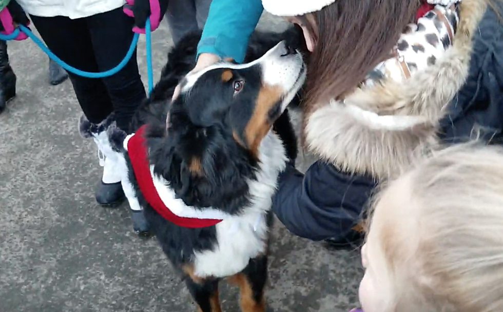 The Bernese Mountain Dog Parade in Breckenridge Featured 200 Dogs