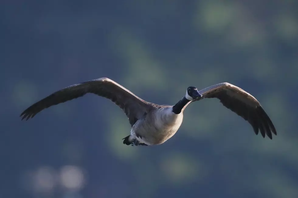 Northern Colorado Wildlife Center Reunites Gosling With Mother in Fort Collins