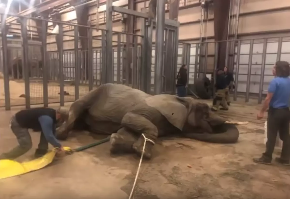 Elephant at the Cheyenne Mountain Zoo Gets Life-Saving Help
