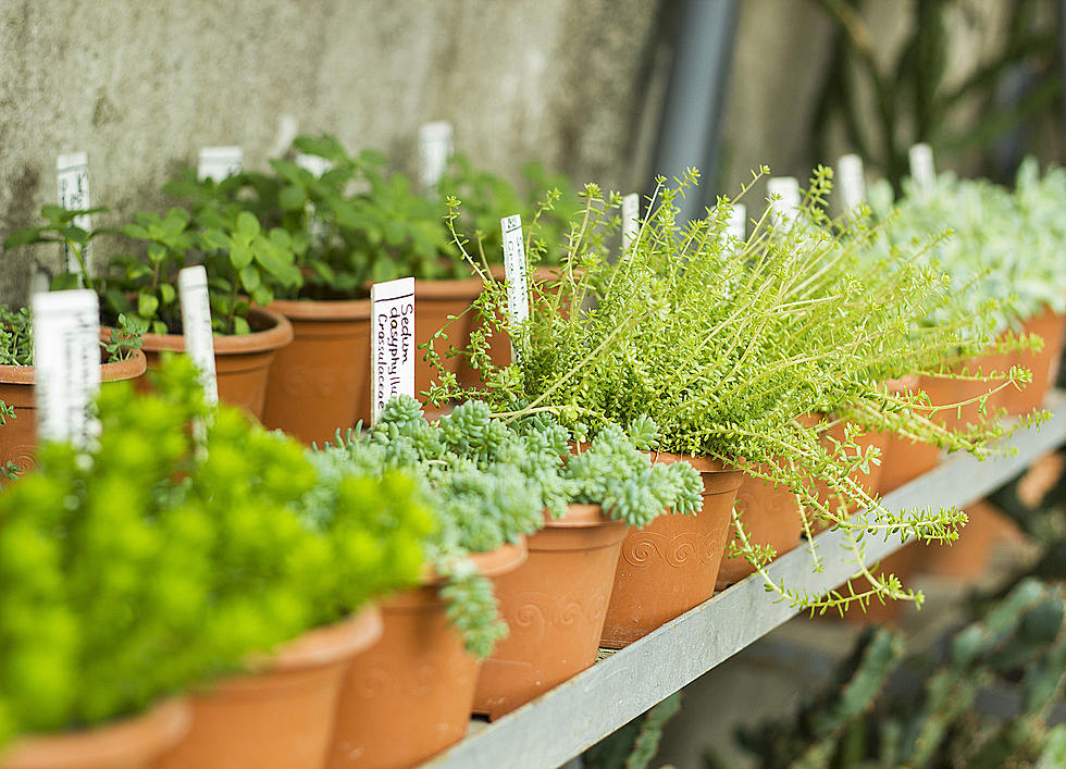 Popular Colorado Nursery to Close After 60 Years