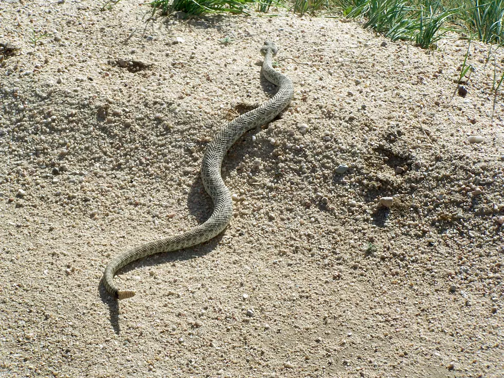 These 10 snakes are found in the Fort Collins Area