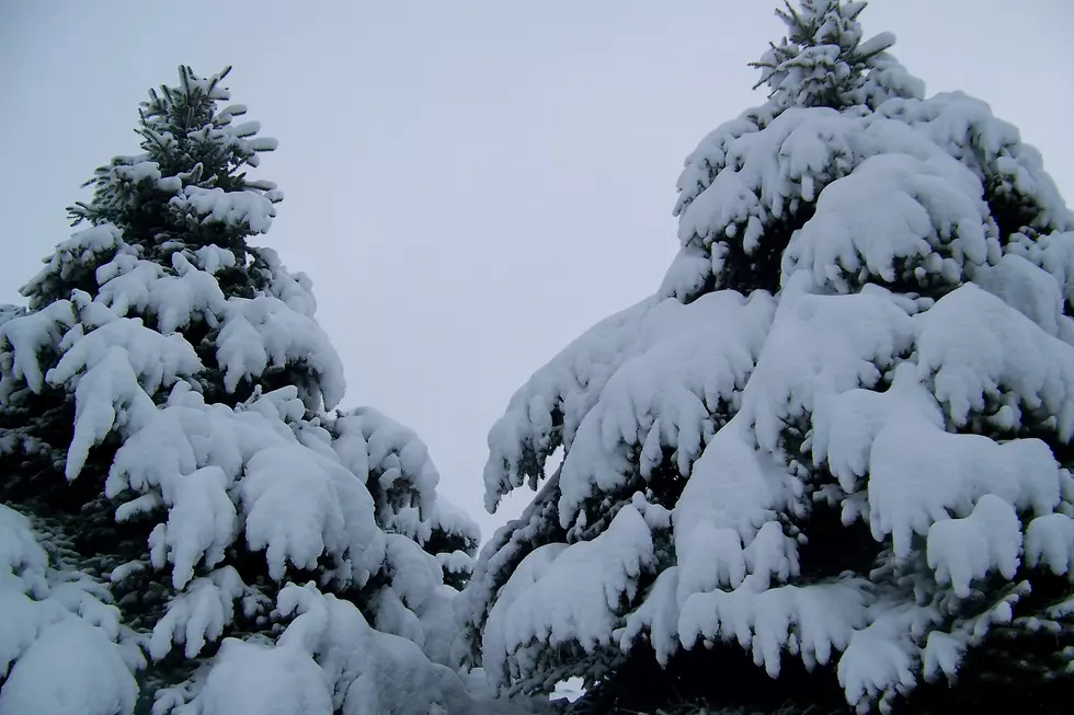 Protect Your Trees: Safe Snow Removal For NoCo Storm