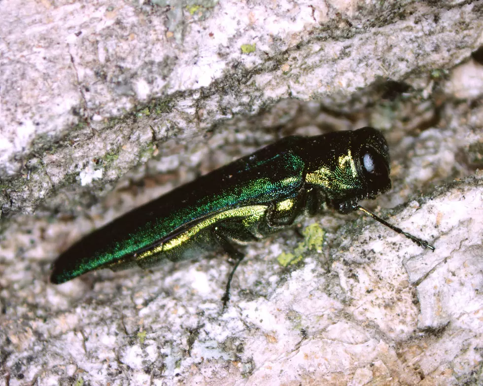 The Emerald Ash Borer is Now in Fort Collins