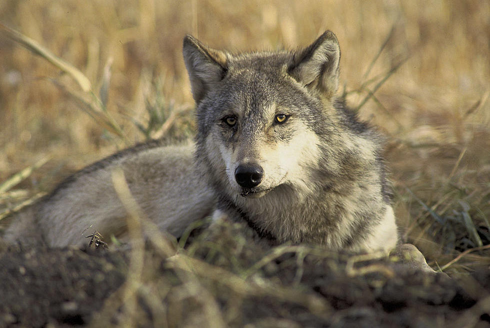 Colorado Gray Wolf Kills Baby Cow Near Walden