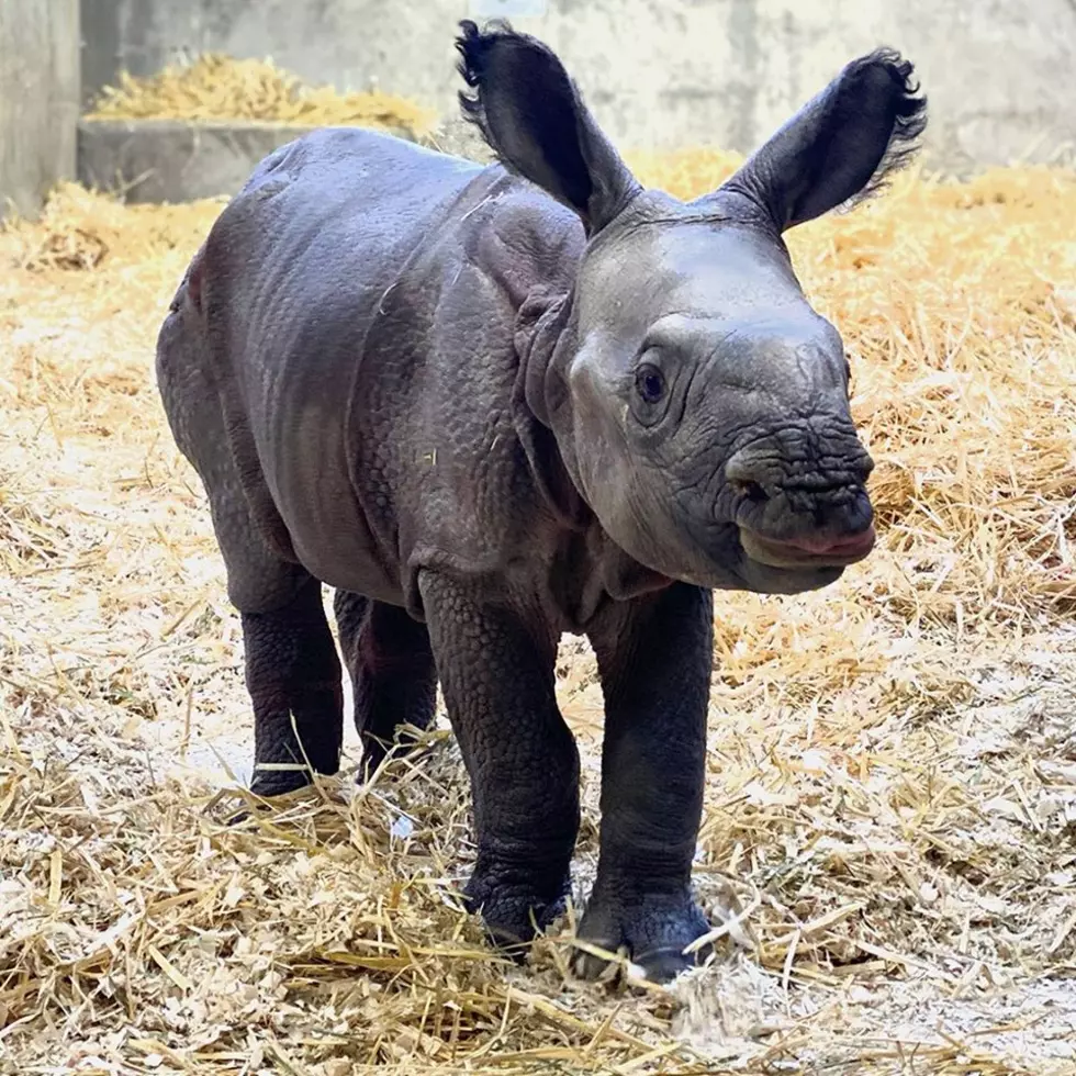 Denver Zoo Welcomes Adorable Baby Rhino