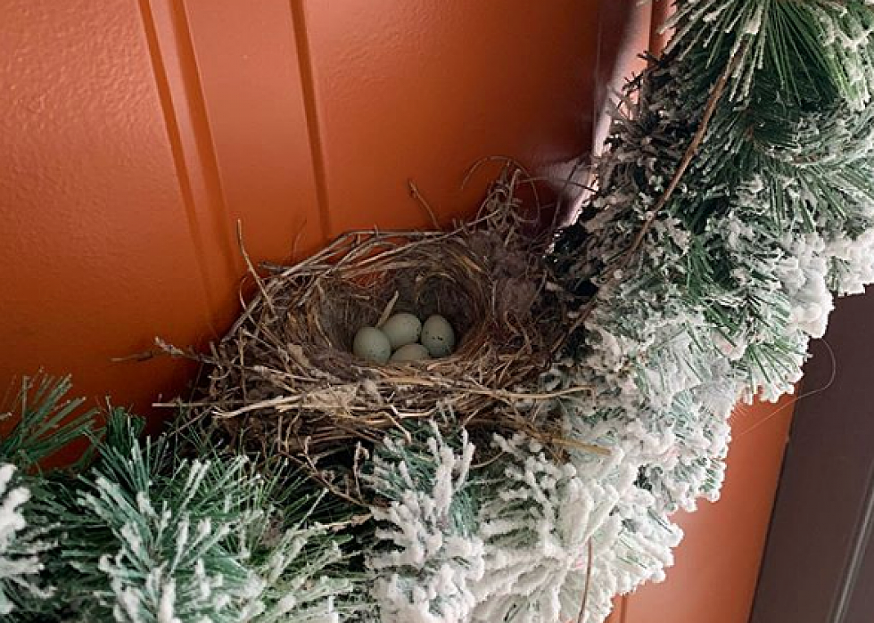 Scruggs&#8217;s Blog: What Should I Do About the Bird On My Door?