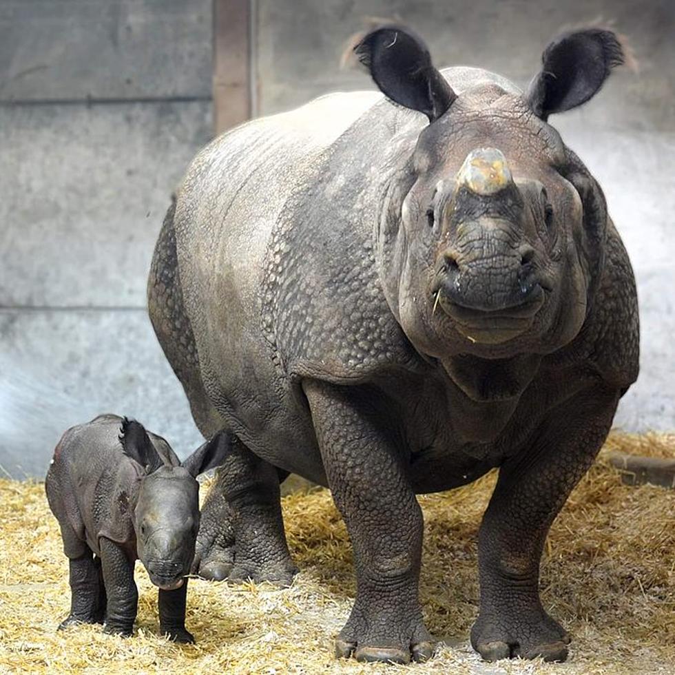 Meet the Adorable Animals of the Denver Zoo