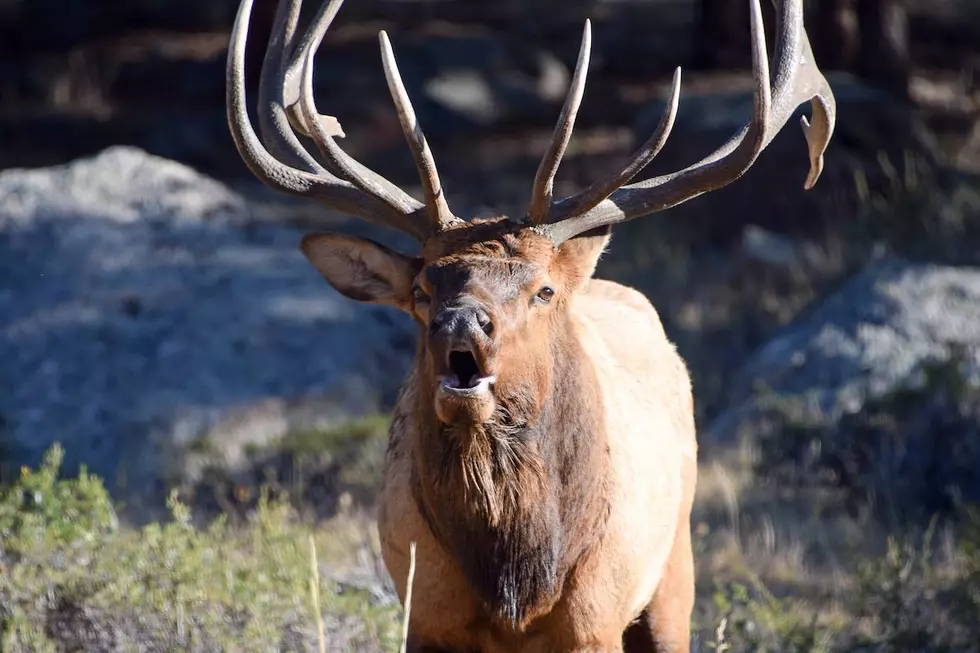 WATCH Elk Run and Play on Colorado Trail Cam