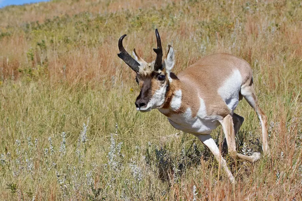 That&#8217;s a Pronghorn, Not an Antelope, Get it Right Colorado