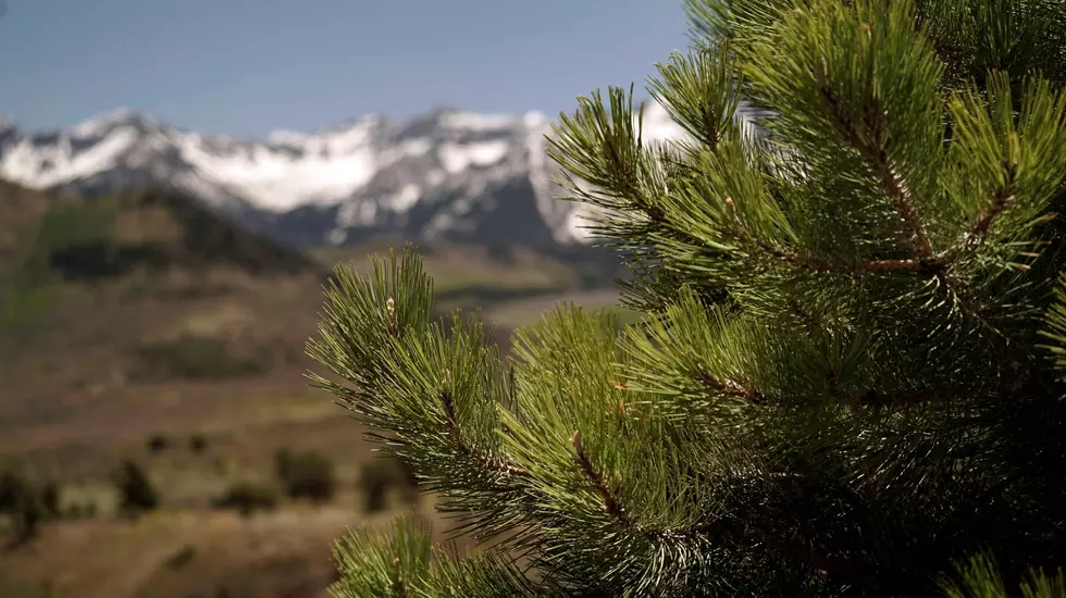 The 2020 U.S. Capitol Christmas Tree Will Be From Colorado