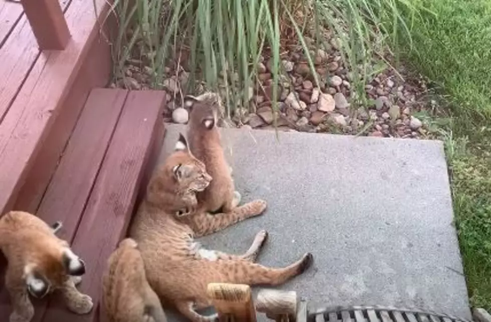 Check Out This Adorable Mama Bobcat And Her Cubs in Boulder County