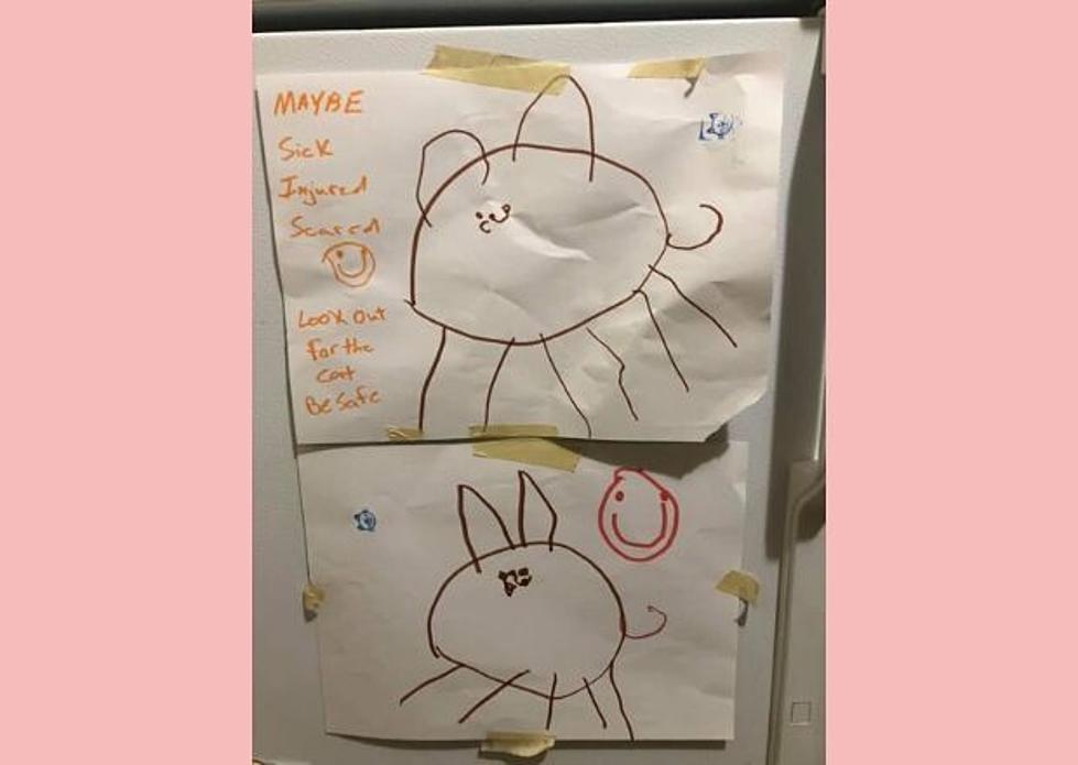 Neighborhood Kids Rally to Find Lost Fort Collins Cat