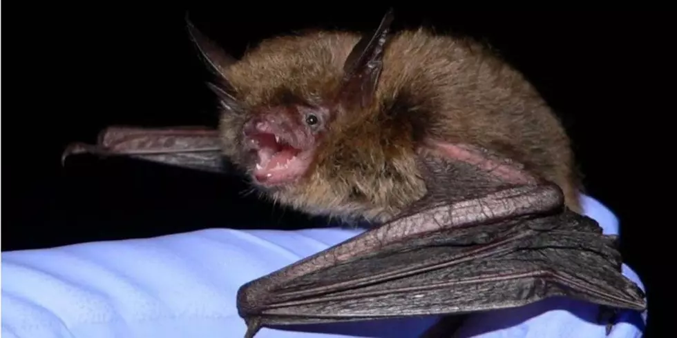 Children Possibly Exposed to Rabies After Playing with Rabid Bat in Westminster