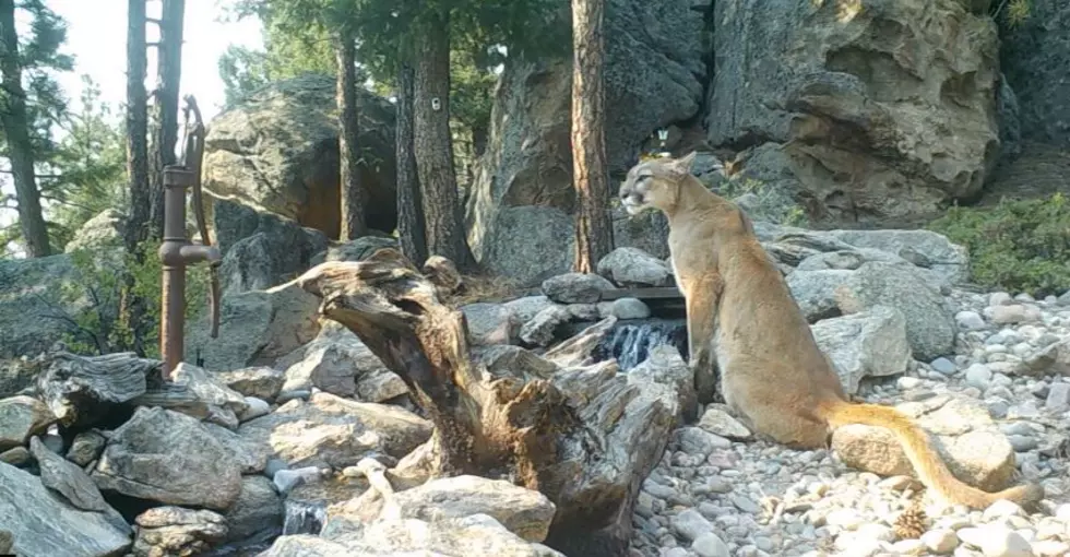 We All Need to Be More Like This Colorado Mountain Lion Chilling at a Waterfall