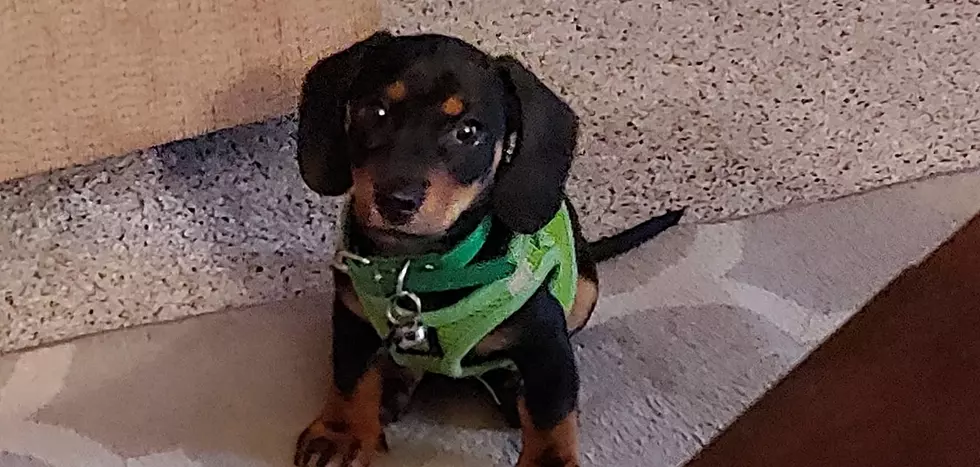 Reunited: Denver Puppy Stolen at Gunpoint Found