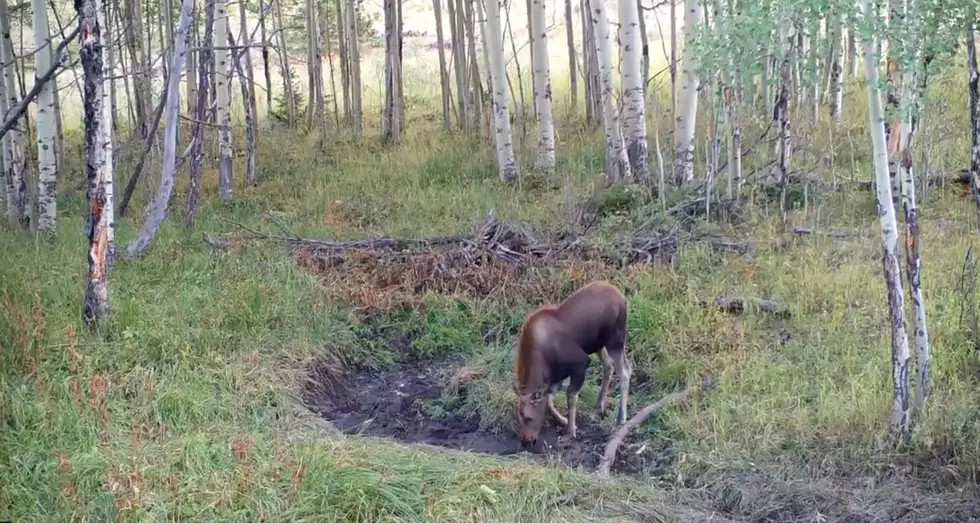 CPW Shares Heartbreaking Video Of Injured Moose