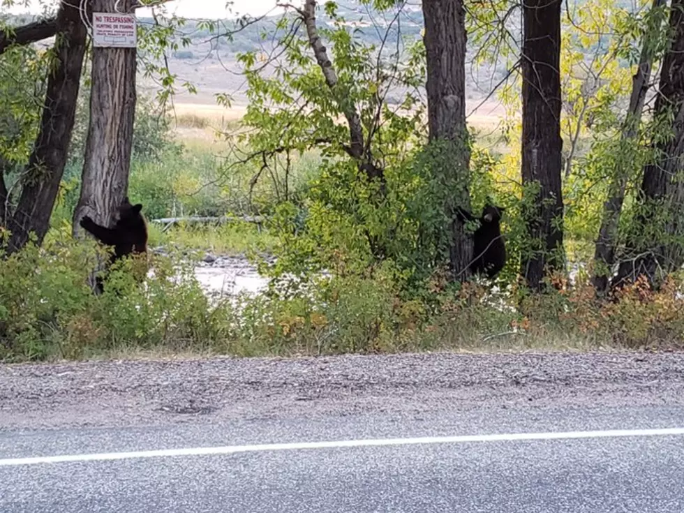 Rule-Breaking Colorado Bears Captured Passing No Trespassing Signs