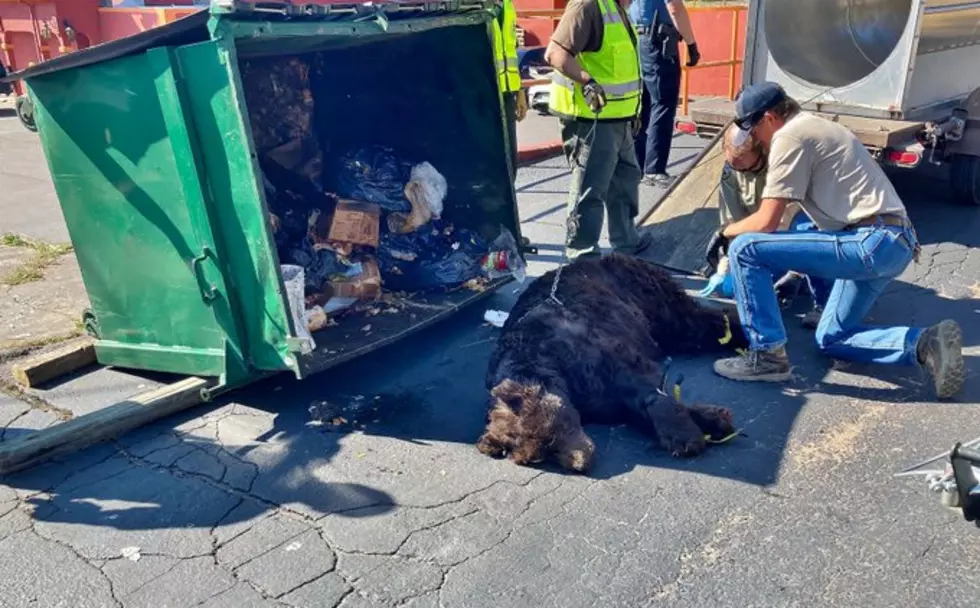 Bear Found in Dumpster of Colorado Restaurant