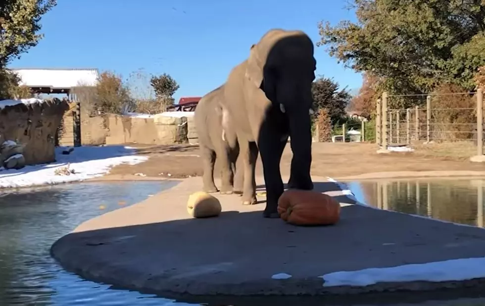 Denver Zoo Elephants Celebrate Annual ‘Squish the Squash’ [WATCH]