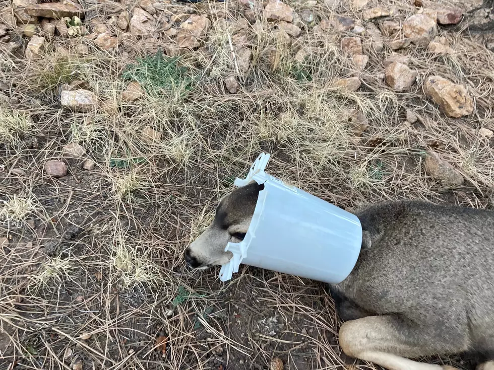 Colorado Parks and Wildlife Rescues Deer With a Chicken Feeder Stuck on Its Head